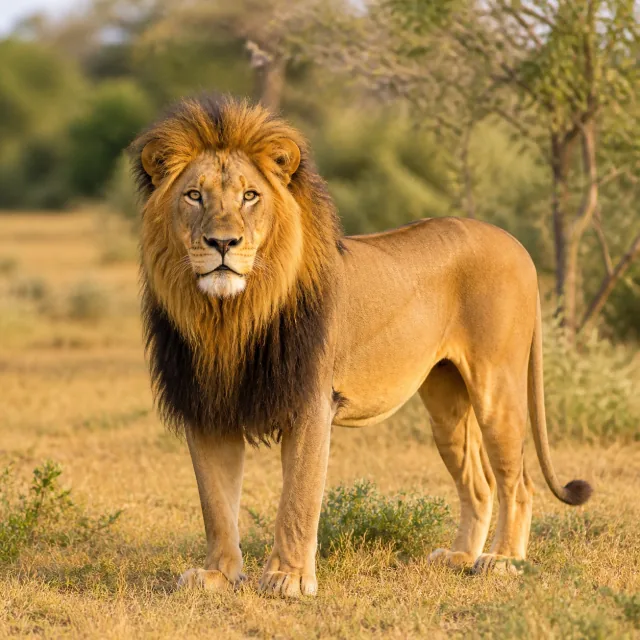 Male lion standing calmly in grassland for the bilingual Lion and सिंह lesson